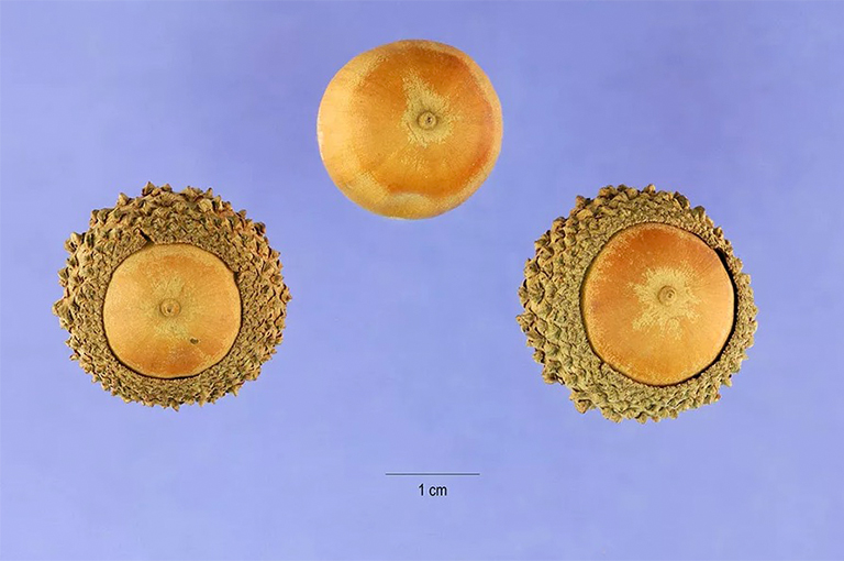 大杯橡子橡子.jpg 大杯橡子橡子