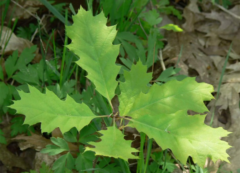 北部紅橡樹葉.jpg 北部紅橡樹葉
