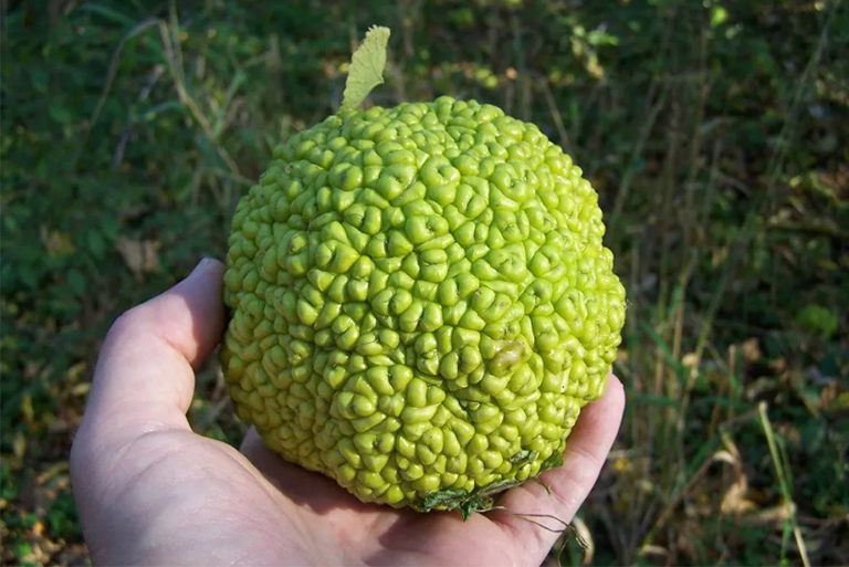 歐塞奇橙.jpg 歐塞奇橙