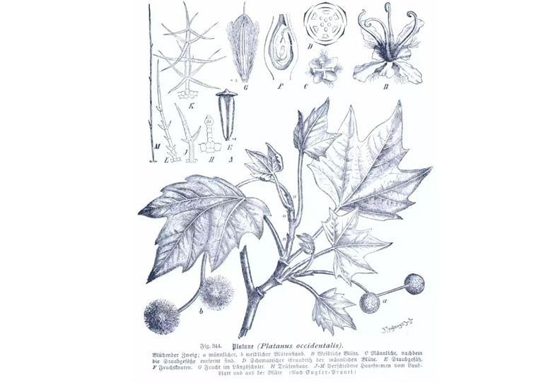 美國梧桐樹圖.jpg 美國梧桐樹圖