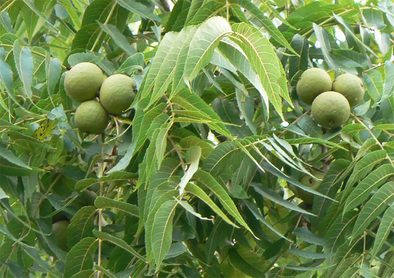 黑胡桃樹的葉子和堅果.jpg 黑胡桃樹的葉子和堅果