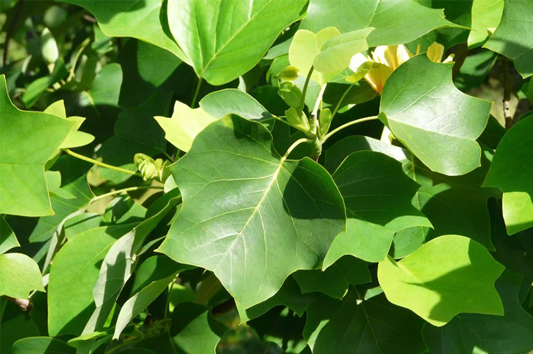 黃楊樹葉.jpg 黃楊樹葉