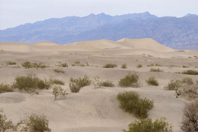 沙漠生物群落概述.jpg 沙漠生物群落概述
