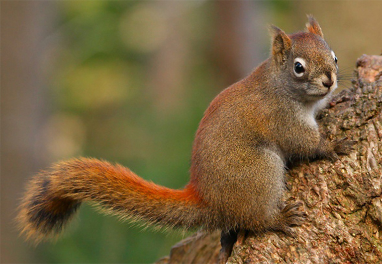 陸地生物群落.jpg 陸地生物群落