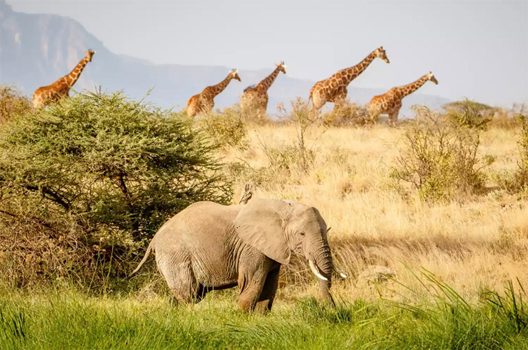 大象和長頸鹿在薩凡納.jpg 大象和長頸鹿在薩凡納