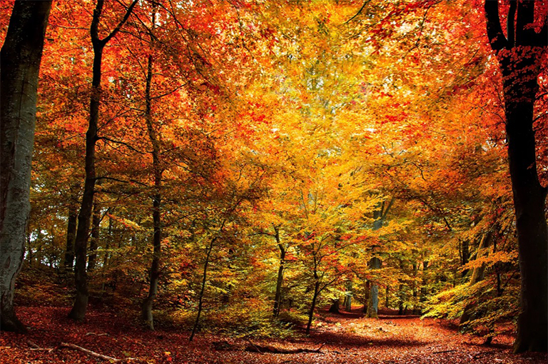 落葉林.jpg 落葉林