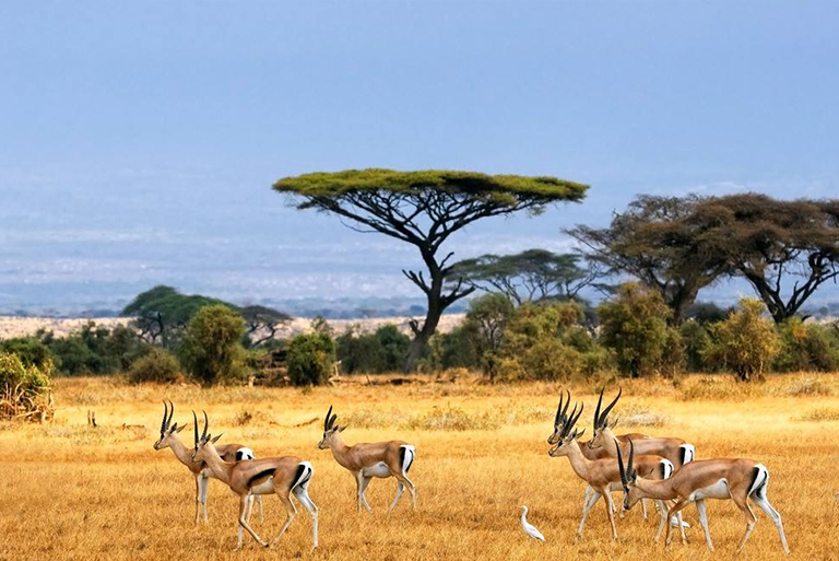 稀樹草原生物群落.jpg 稀樹草原生物群落