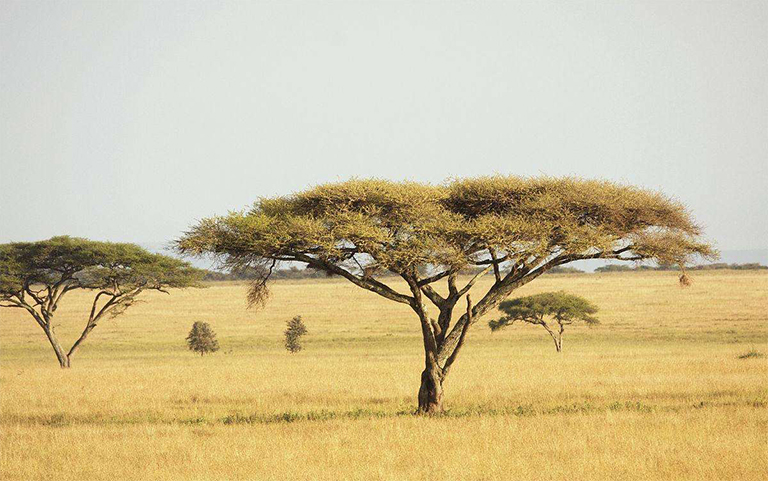 稀樹草原生物群落.jpg 稀樹草原生物群落