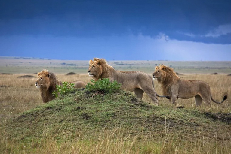 稀樹草原生物群落.jpg 稀樹草原生物群落