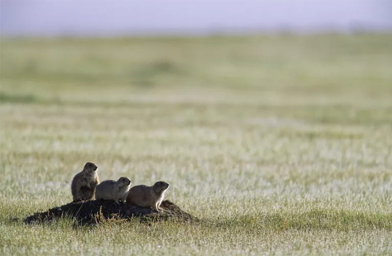 溫帶草原生物群落.jpg 溫帶草原生物群落