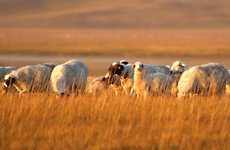 生物群落.jpg 生物群落