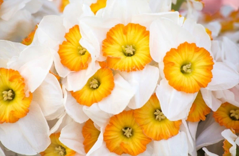 水仙花.jpg 水仙花