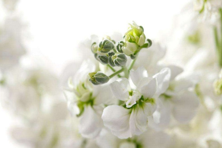 紫羅蘭.jpg 紫羅蘭