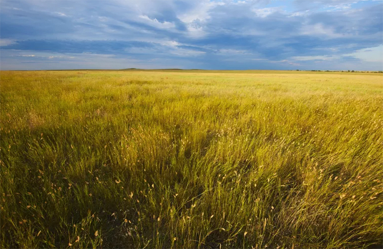 溫帶草原.jpg 溫帶草原