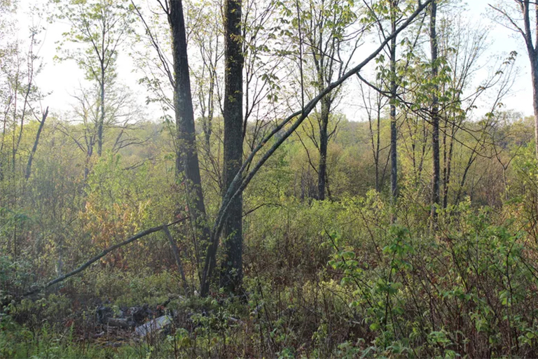 生態演替.jpg 生態演替