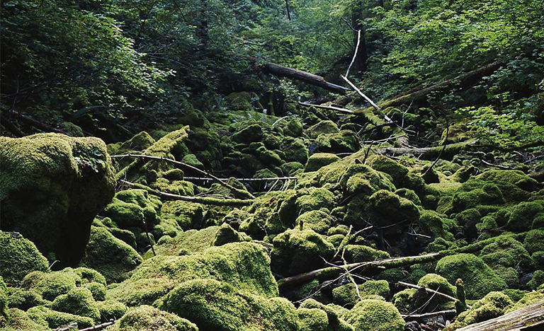 生態演替.jpg 生態演替