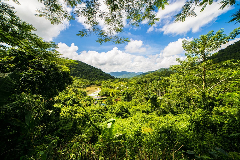 生態演替.jpg 生態演替