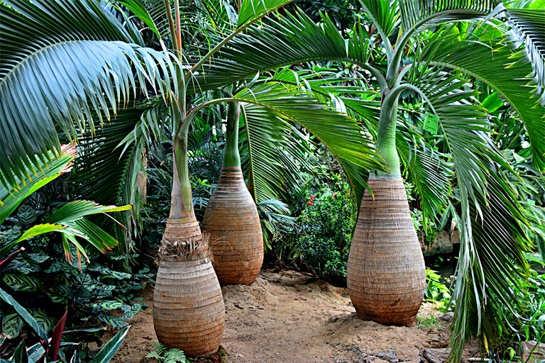 熱帶雨林.jpg 熱帶雨林
