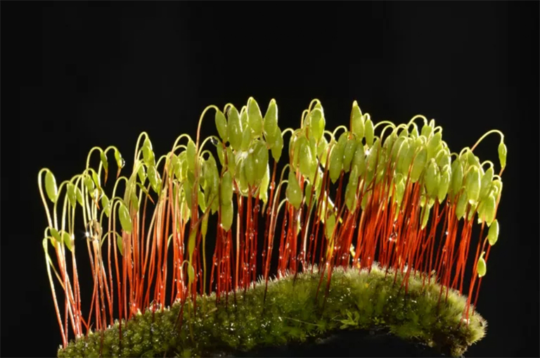 植物生命周期3.jpg 植物生命周期