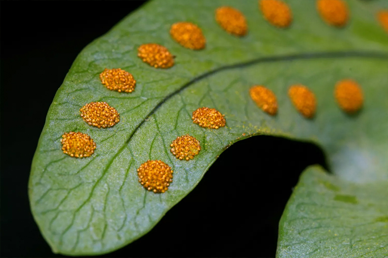 多毛的帽子和沼澤苔蘚.jpg 多毛的帽子和沼澤苔蘚