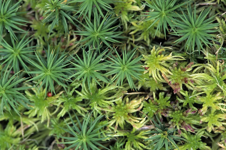 蕨葉孢子.jpg 蕨葉孢子