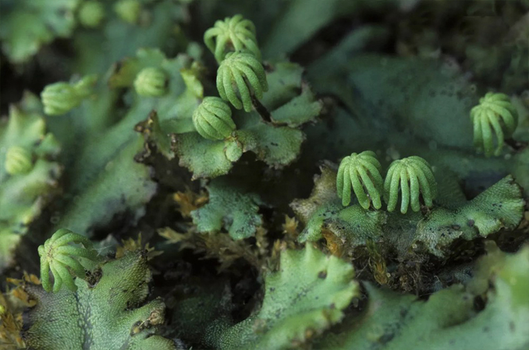 益母草.jpg 益母草