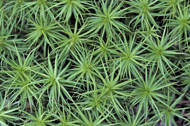 植物生命周期的配子體生成.jpg 植物生命周期的配子體生成