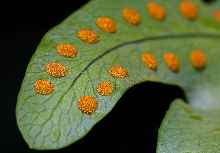 蕨類植物.jpg 蕨類植物