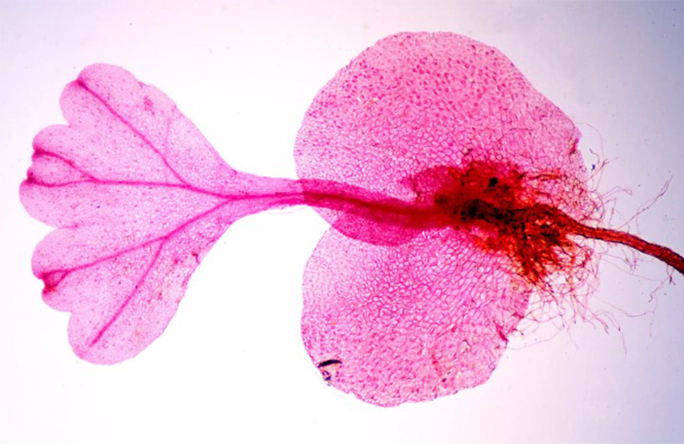 蕨類植物.jpg 蕨類植物