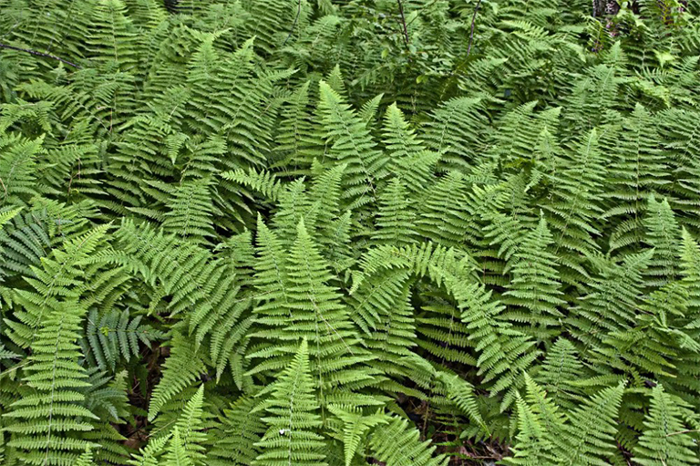 蕨類植物.jpg 蕨類植物