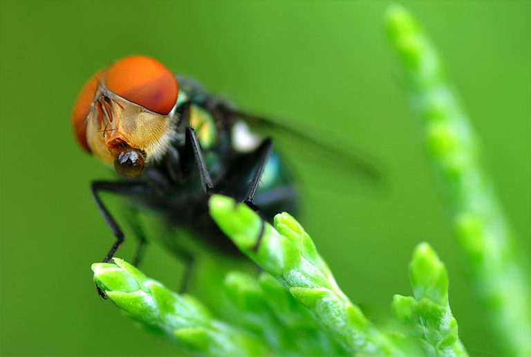 盯著相機的蒼蠅.jpg 盯著相機的蒼蠅