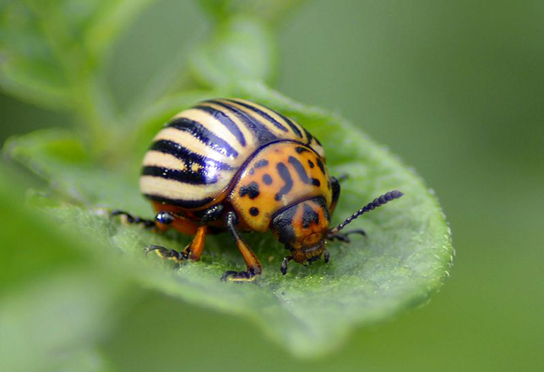 馬鈴薯甲蟲坐葉子.jpg 馬鈴薯甲蟲坐葉子