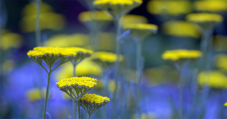 歐arrow草.jpg 歐arrow草