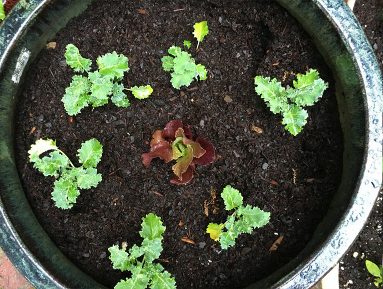 羽衣甘藍.jpg 羽衣甘藍