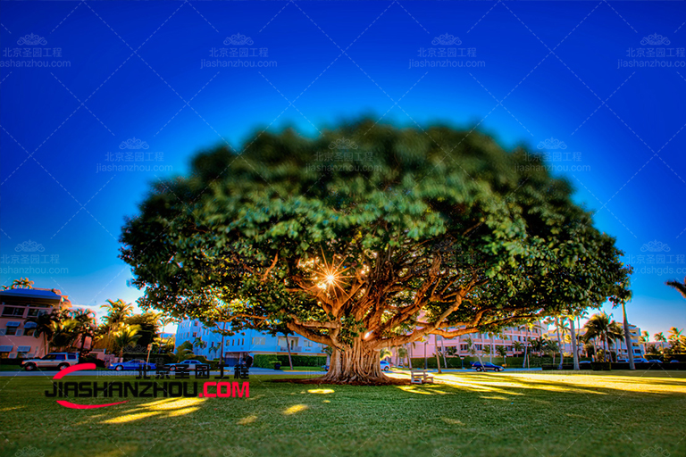 仿真樹.jpg 仿真樹